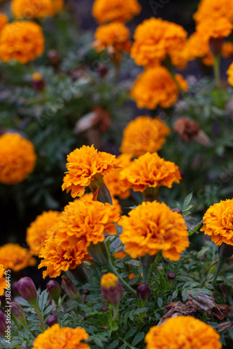 Autumn pictures.Leaves,flowers,pins