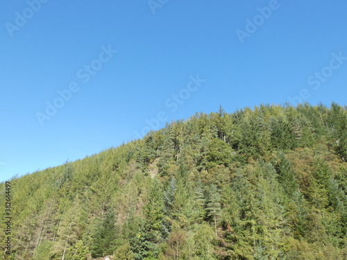 pine forest in autumn