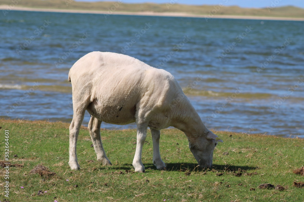 Grazing sheep on the salty meadow between the dunes of Sylt in the UNESCO World Heritage Natural Site 