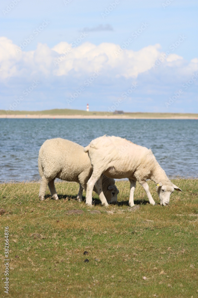 Fototapeta premium Grazing sheep on the salty meadow between the dunes of Sylt in the UNESCO World Heritage Natural Site 