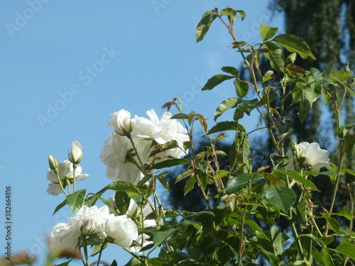 flowers in the field