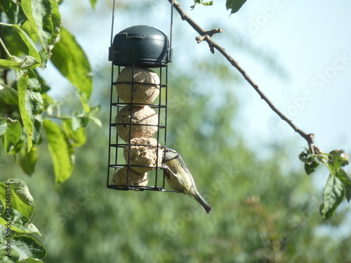 bird on the feeder