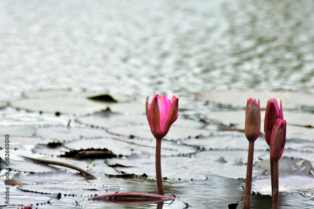 The lotus grows in a fish pond, green-blue water, pink lotus flowers, green lotus leaves and shadows in the water of the bushes. The lotus grows in a fish pond, green-blue water, pink lotus flowers, green lotus leaves and shadows in the water of the bushes.