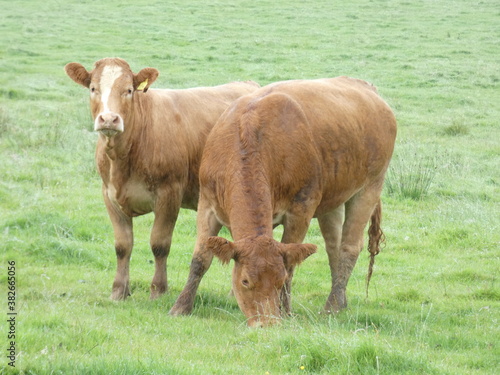 cows in the field