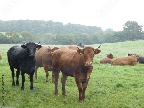 cows in the meadow