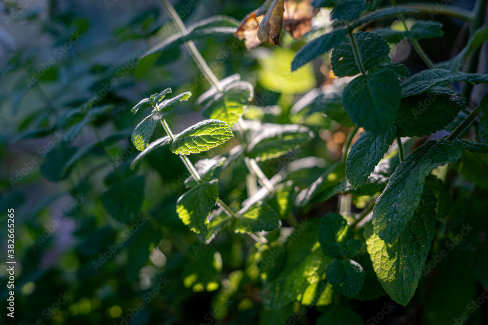 Obraz premium Mint leaves in sun in Italian garden