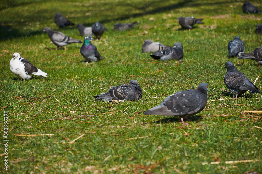 Obraz premium a flock of pigeons on a green lawn