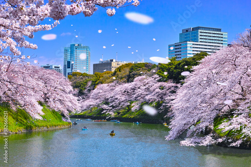 春の東京、千鳥ヶ淵の満開の桜と桜吹雪
 photo