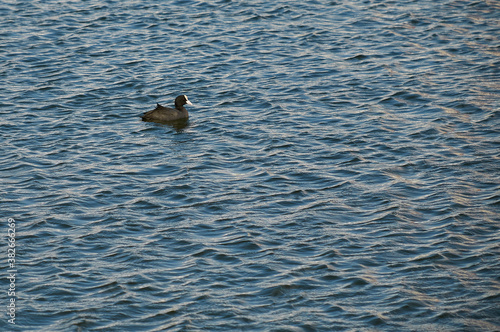 Gallinula chloropus swims on the water on the lake