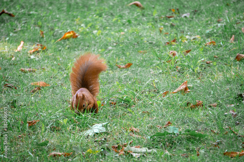 Ruda wiewiórka w parku