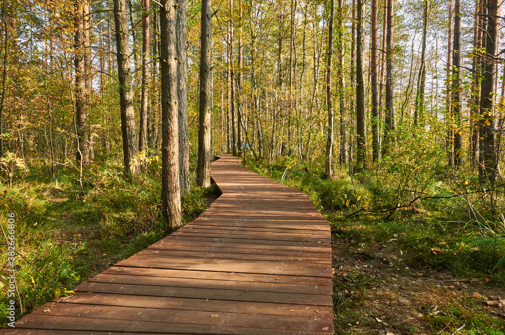 ecological trail made of boards in the swamp ecological trail made of boards in the swamp