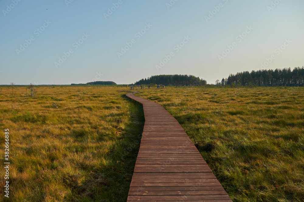 ecological trail made of boards in the swamp ecological trail made of boards in the swamp