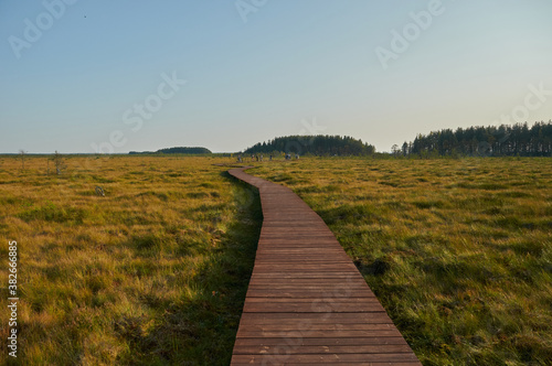 ecological trail made of boards in the swamp © Denis
