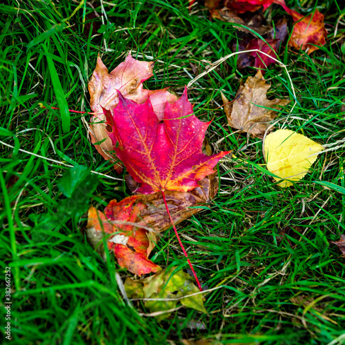 red maple leaves on a green grass - the first sign of fall -autumn