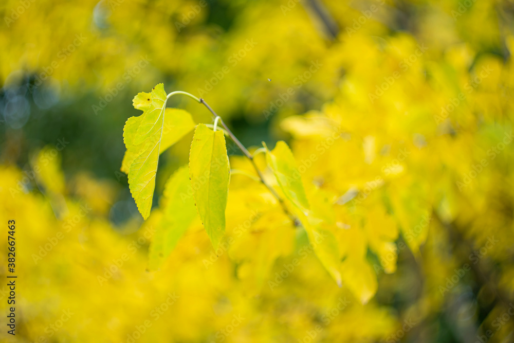 Autumn yellow bright leaves of trees as background.
Autumn yellow bright leaves of trees as background.