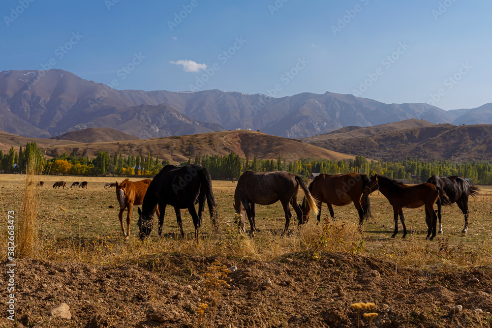 A herd of mountain horses grazes. Autumn landscape of the foothills of Kazakhstan. Mountains in the background. Mountain horse pasture. Blue sky. Dried grass. The beauty of free horses A herd of mountain horses grazes. Autumn landscape of the foothills of Kazakhstan. Mountains in the background. Mountain horse pasture. Blue sky. Dried grass. The beauty of free horses