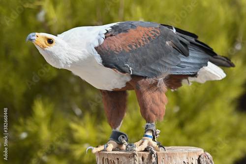 African fish eagle over the trunck photo