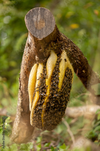 Thick cut off branch with a colony of wild Apis Mellifera Carnica or Western Honey Bees on a layered honeycomb with out of focus natural foreground and background
