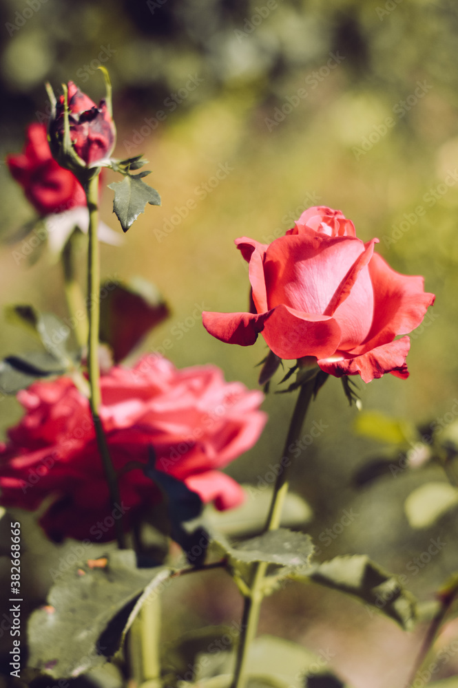 red rose in garden, retro style