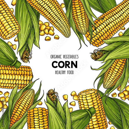 Vector hand drawn frame with ripe corn cobs and grain