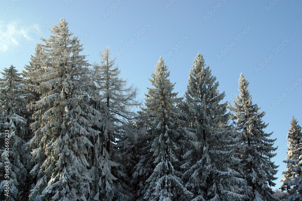 Winter landscape trees under snow on the mountain Pohorje, Slovenia Winter landscape trees under snow on the mountain Pohorje, Slovenia