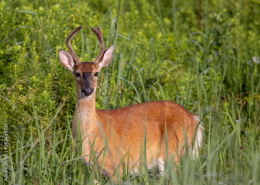 Yearling Buck in Grass Field