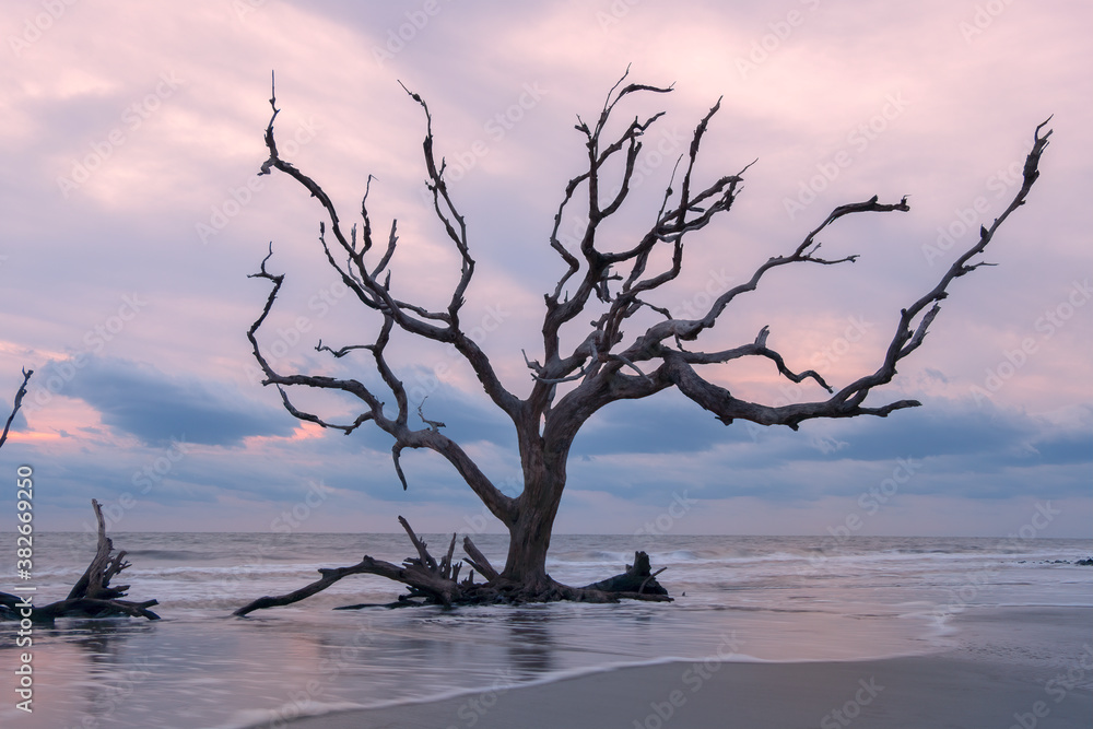 Driftwood Beach, Jekyll Island, Georgia, USA Driftwood Beach, Jekyll Island, Georgia, USA