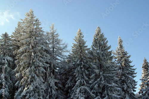 Winter landscape trees under snow on the mountain Pohorje, Slovenia