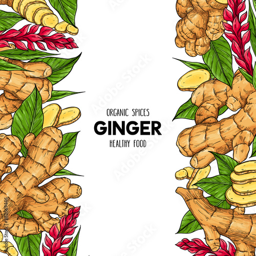 Vector hand drawn frame with organic ginger