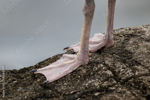Fotografía Webbed Seagull Feet