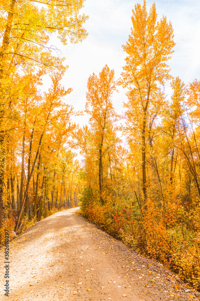 Pathway through the yellow trees in fall 