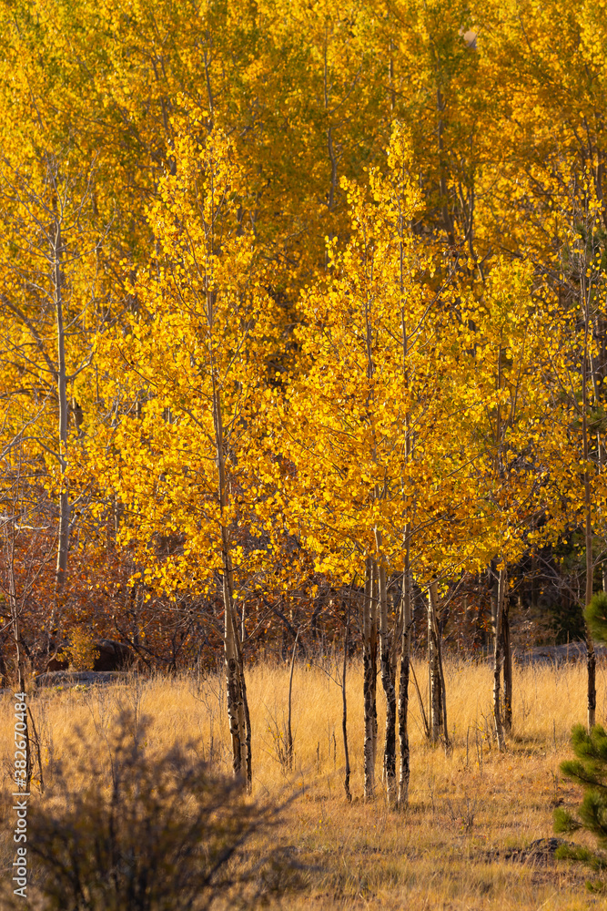Fototapeta premium Fall Colors in the Rockies