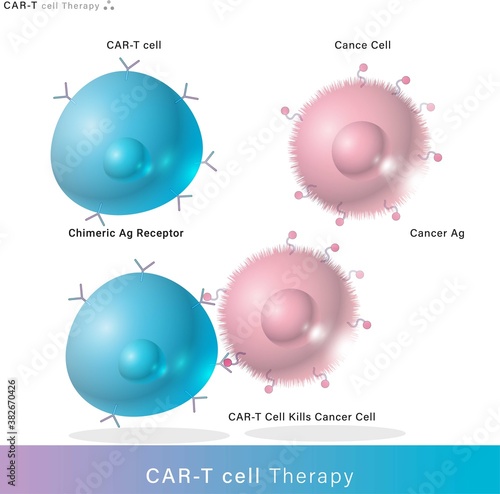 CAR t cell therapy. Chimeric receptors are proteins that have been engineered for cancer immunotherapy. genetic engineering. vector diagram. 