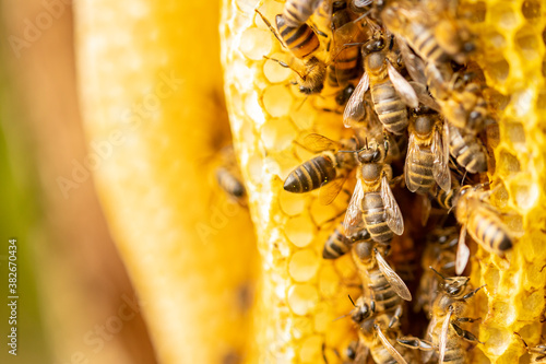 Hive of wild Apis Mellifera Carnica or Western Honey Bees between the layers of a honeycomb photo