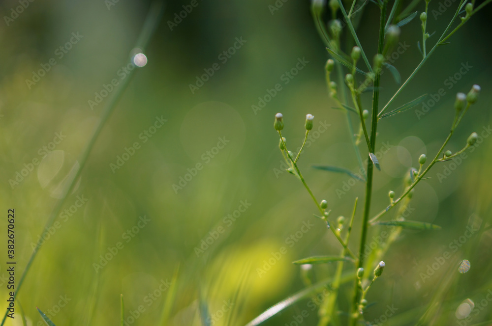 Green morning grass with dew drops Green morning grass with dew drops
