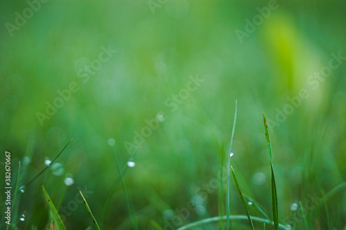 Green morning grass with dew drops