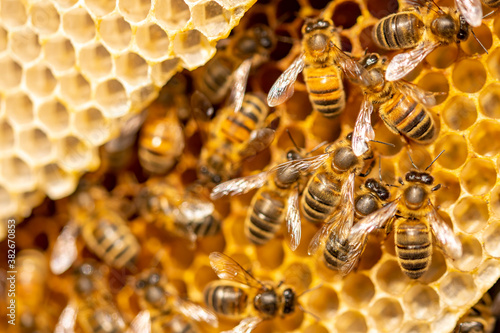 Fototapeta Macro shot of a bee hive on slices of honeycomb with a colony of wild Apis Melli