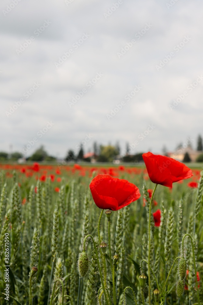 Obraz premium Common poppy flower being blown by wind in a field of wheat during a cloudy day. papaver rhoeas