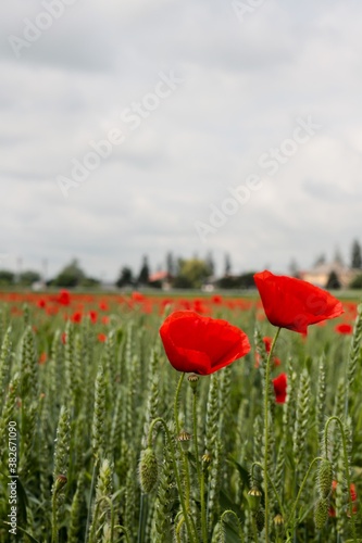 Common poppy flower being blown by wind in a field of wheat during a cloudy day. papaver rhoeas