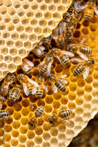 Detail of individual wild Apis Mellifera Carnica or Western Honey Bees on a bright yellow natural honeycomb layered structure