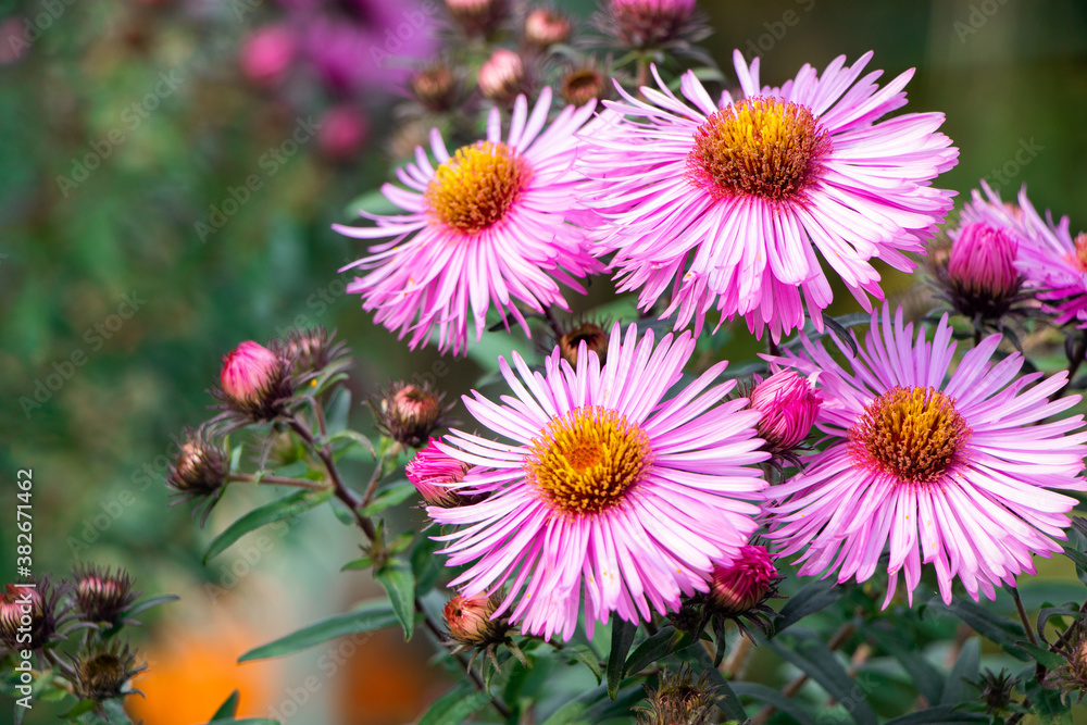 Purple aster. A flower of aster. Flower in garden. Violet flower of aster Purple aster. A flower of aster. Flower in garden. Violet flower of aster