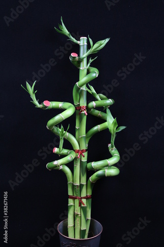 lucky bamboo , Dracaena