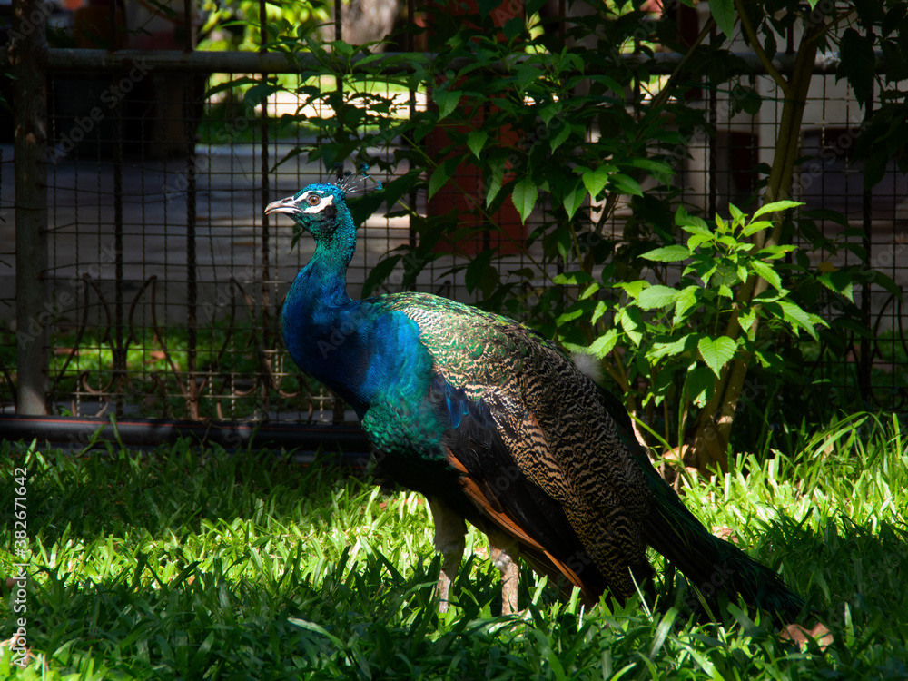 peacock stand sunshine on the grass in the garden. green background. Thailand. peacock stand sunshine on the grass in the garden. green background. Thailand.