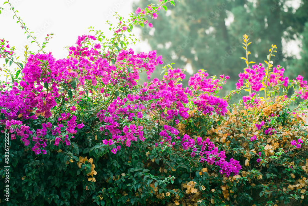Fototapeta premium Blooming Bougainvillea tree. Bright tropical hot pink flowers and green leaves, ornamental garden in California