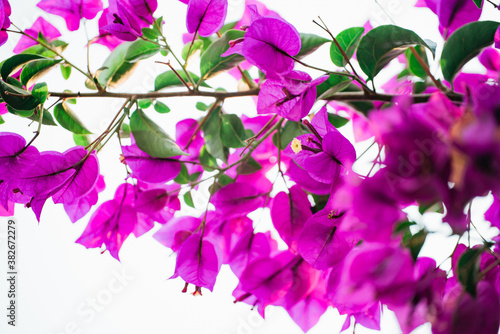 Blooming Bougainvillea tree. Bright tropical hot pink flowers and green leaves, clear sky background. Beautiful floral background