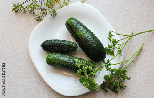 Fresh green cucumbers on a white plate with sprigs of parsley and dill , top view - the concept of processing vegetables for winter consumption