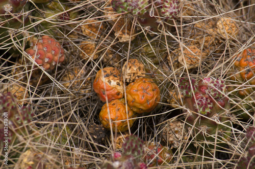 Exotic flora. Closeup view of a Tunilla corrugata also known as Opuntia longispina cactus, orange fruits and sharp spines, growing in the desert.  photo