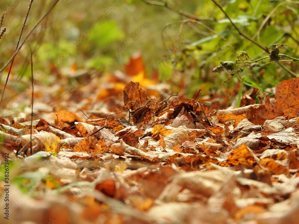 Fototapeta premium Beautiful landscape of autumn leaves in nature close up