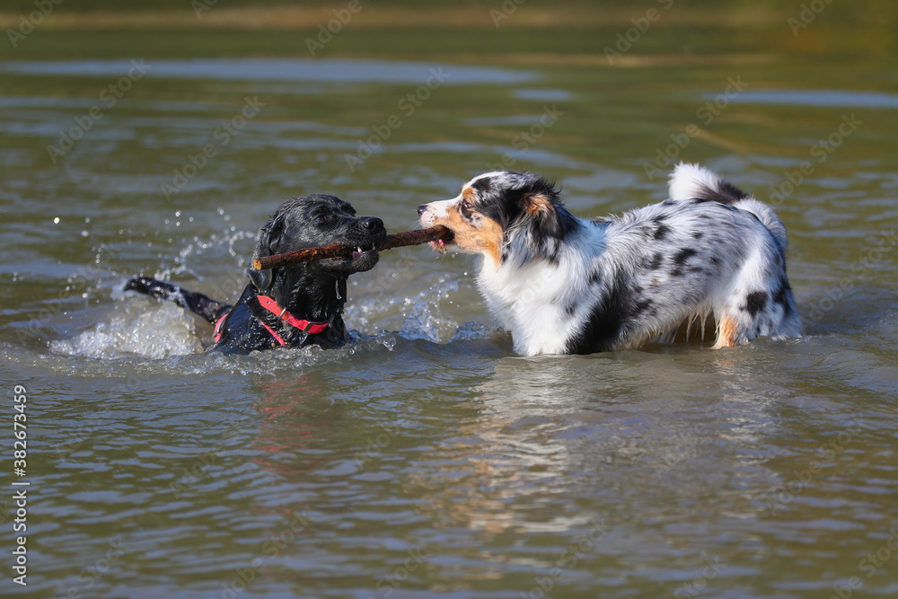 Australian Shepherd und Labrador spielen am See Australian Shepherd und Labrador spielen am See