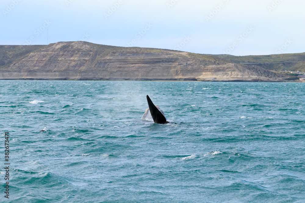 Fototapeta premium Whale watching from Valdes Peninsula,Argentina. Wildlife